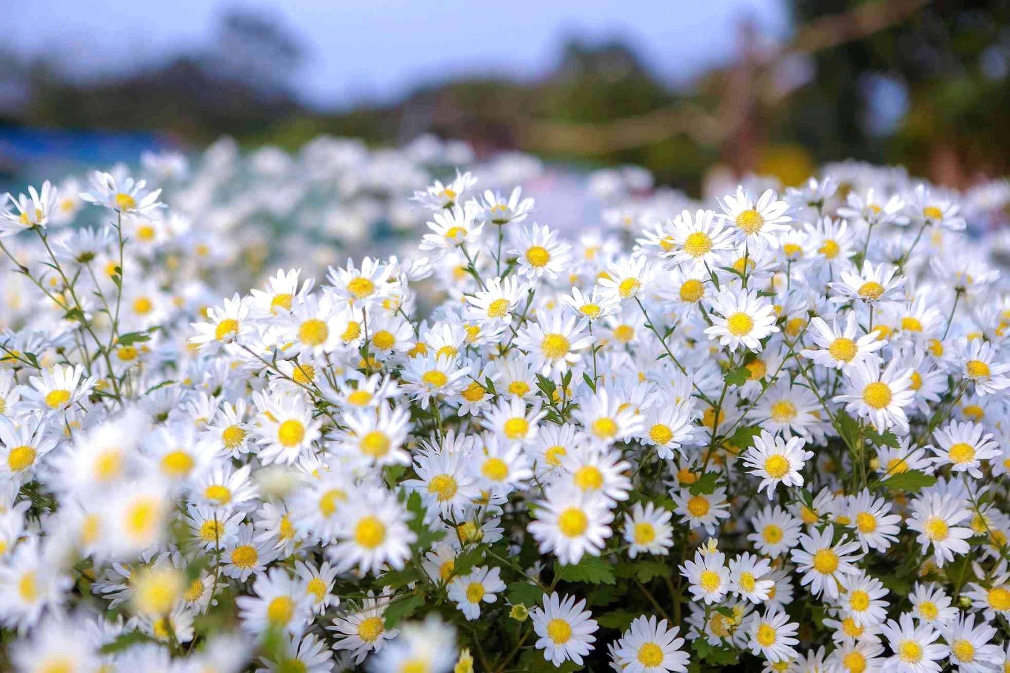 Hình nền hoa cúc trắng  nền hoa cúc hình ảnh nền tải về miễn phí
