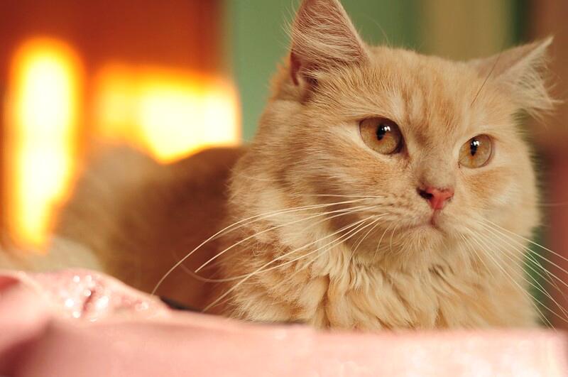 Mèo Ba Tư - Đặc điểm, giá bán, cách nuôi và chăm sóc tốt nhất - 31