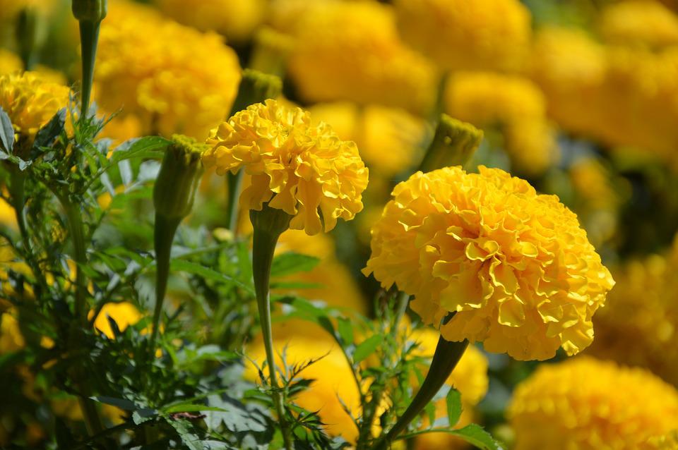 Ý nghĩa hoa cúc vàng và các loại phổ biến - 11
