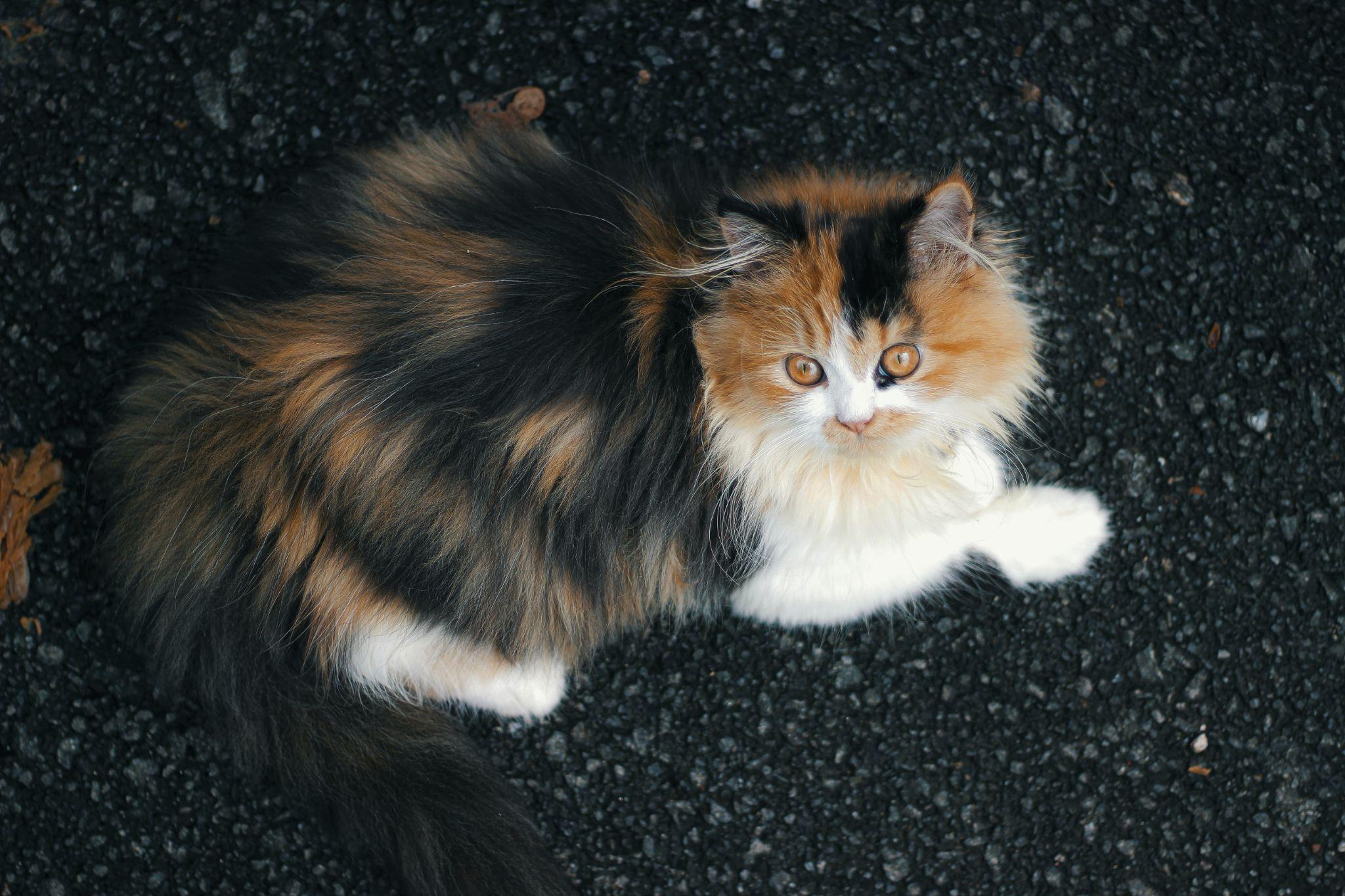 Mèo Ba Tư - Đặc điểm, giá bán, cách nuôi và chăm sóc tốt nhất - 33