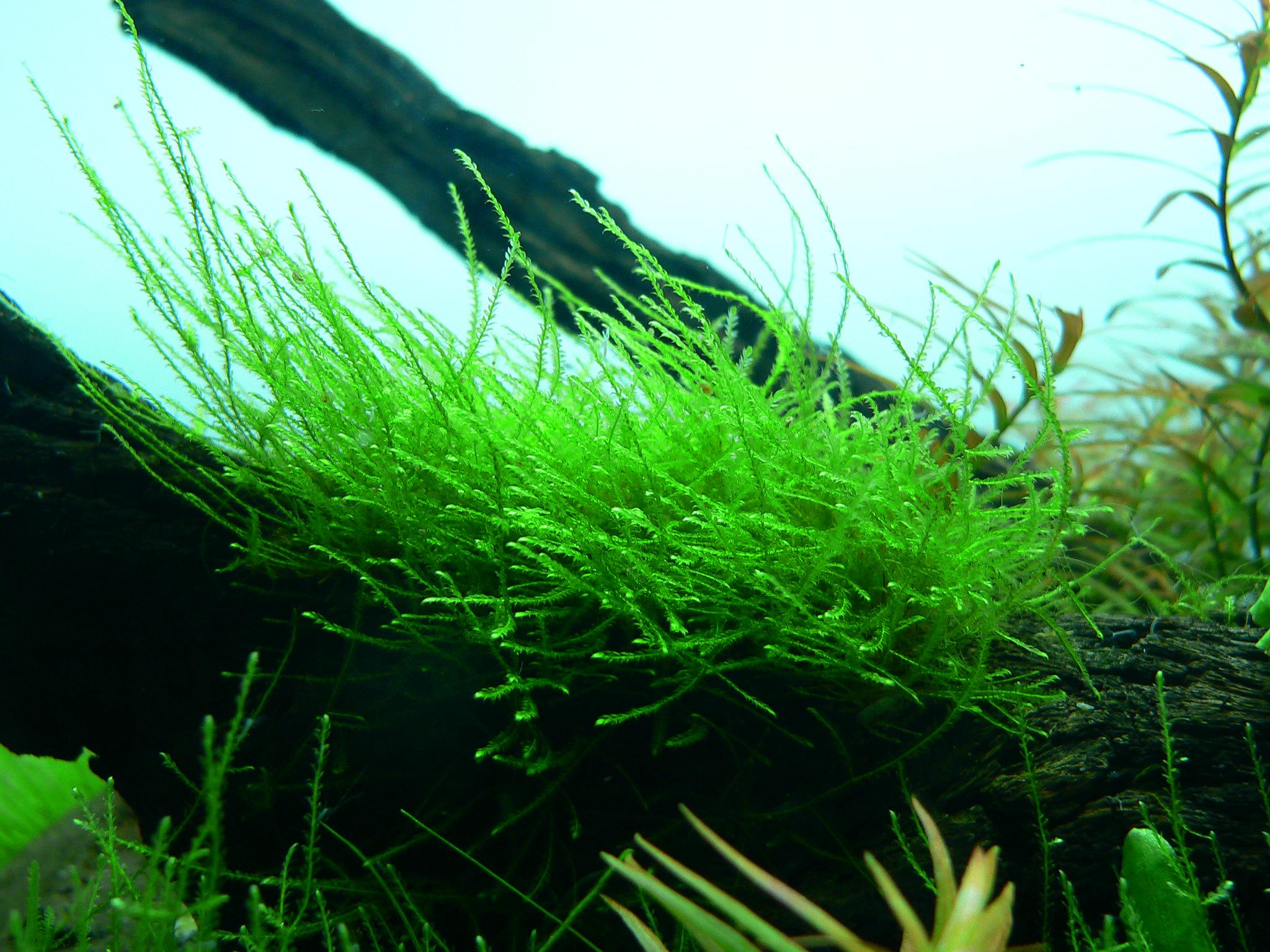 Cách chăm sóc cây cỏ nhật trong bể cá thủy sinh