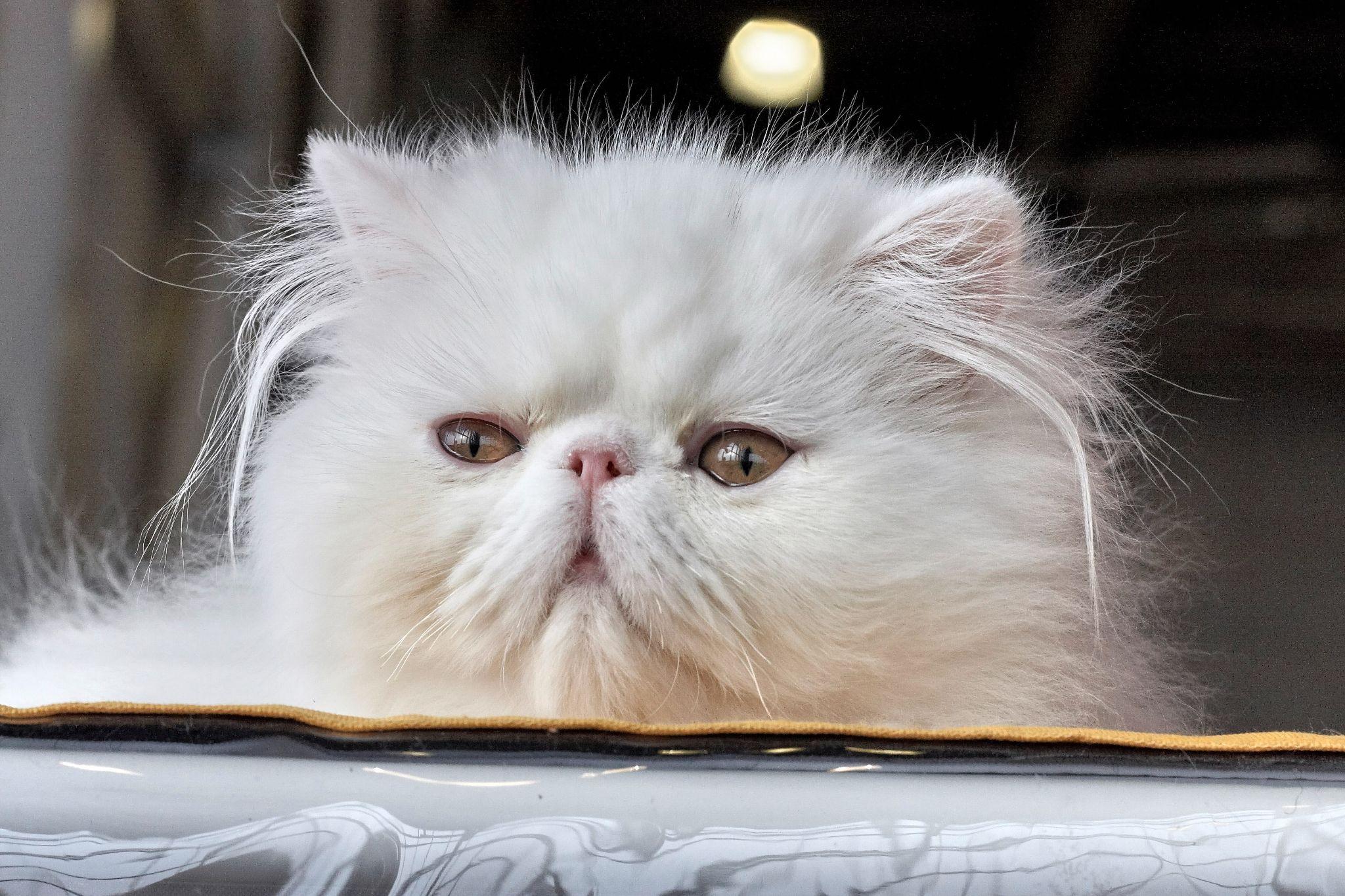 Mèo Ba Tư - Đặc điểm, giá bán, cách nuôi và chăm sóc tốt nhất - 18