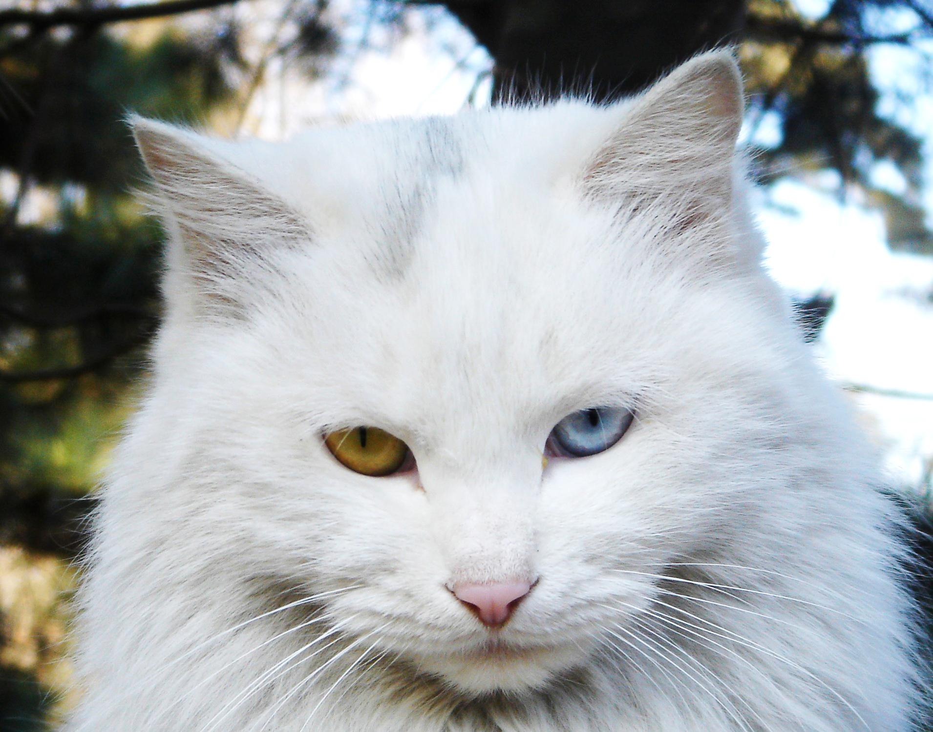 Mèo Ba Tư - Đặc điểm, giá bán, cách nuôi và chăm sóc tốt nhất - 19