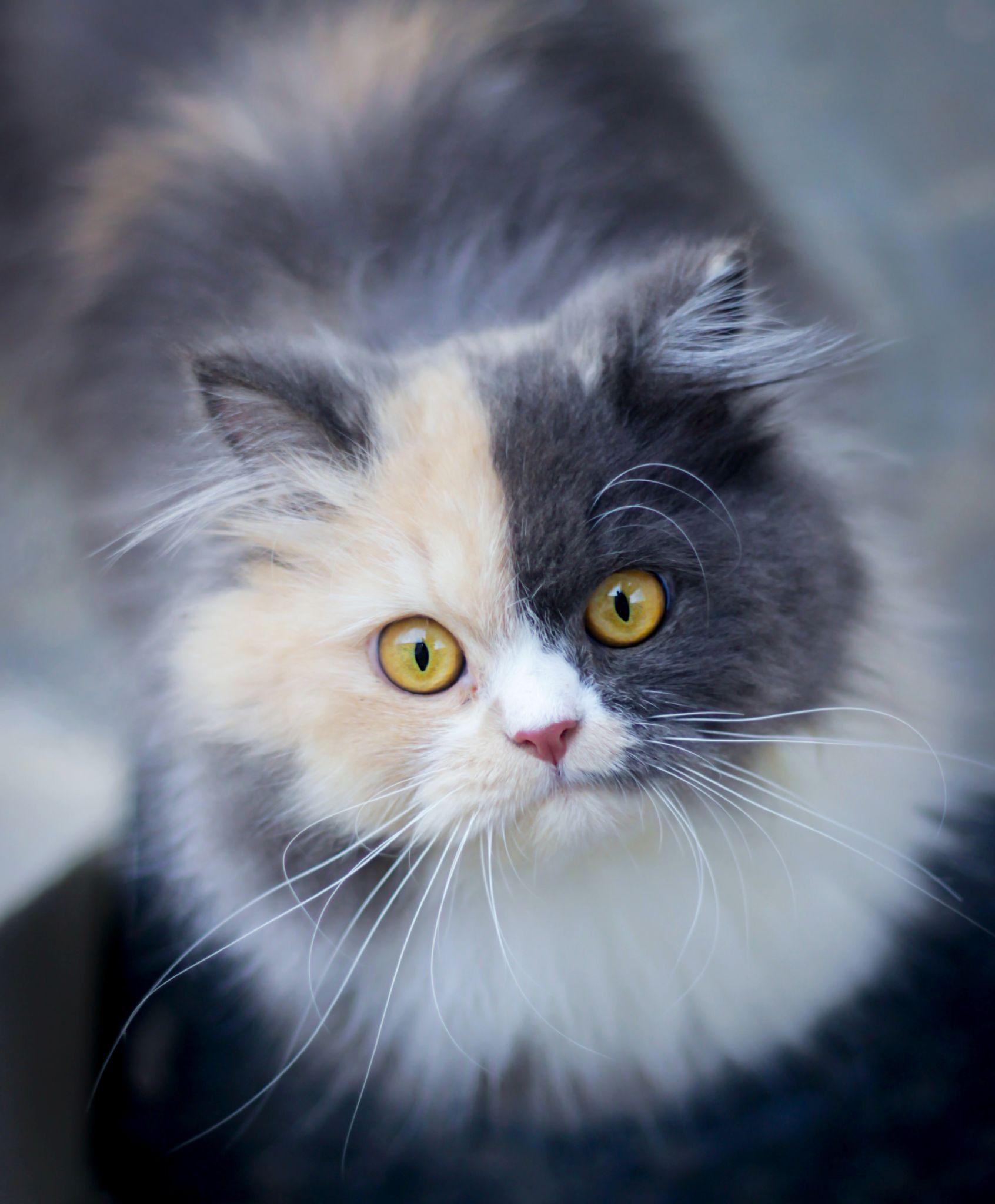 Mèo Ba Tư - Đặc điểm, giá bán, cách nuôi và chăm sóc tốt nhất - 29