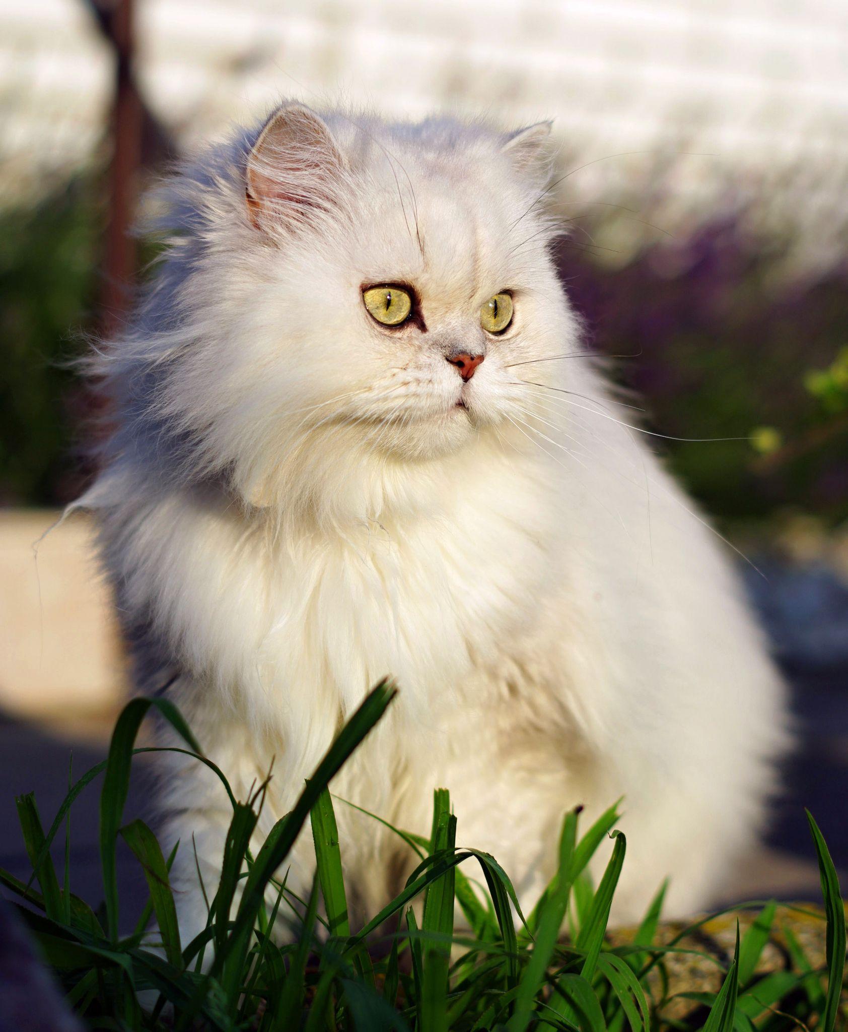 Mèo Ba Tư - Đặc điểm, giá bán, cách nuôi và chăm sóc tốt nhất - 37