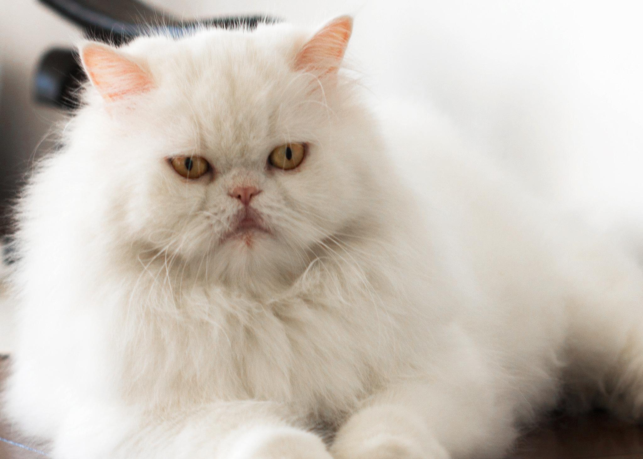 Mèo Ba Tư - Đặc điểm, giá bán, cách nuôi và chăm sóc tốt nhất - 5
