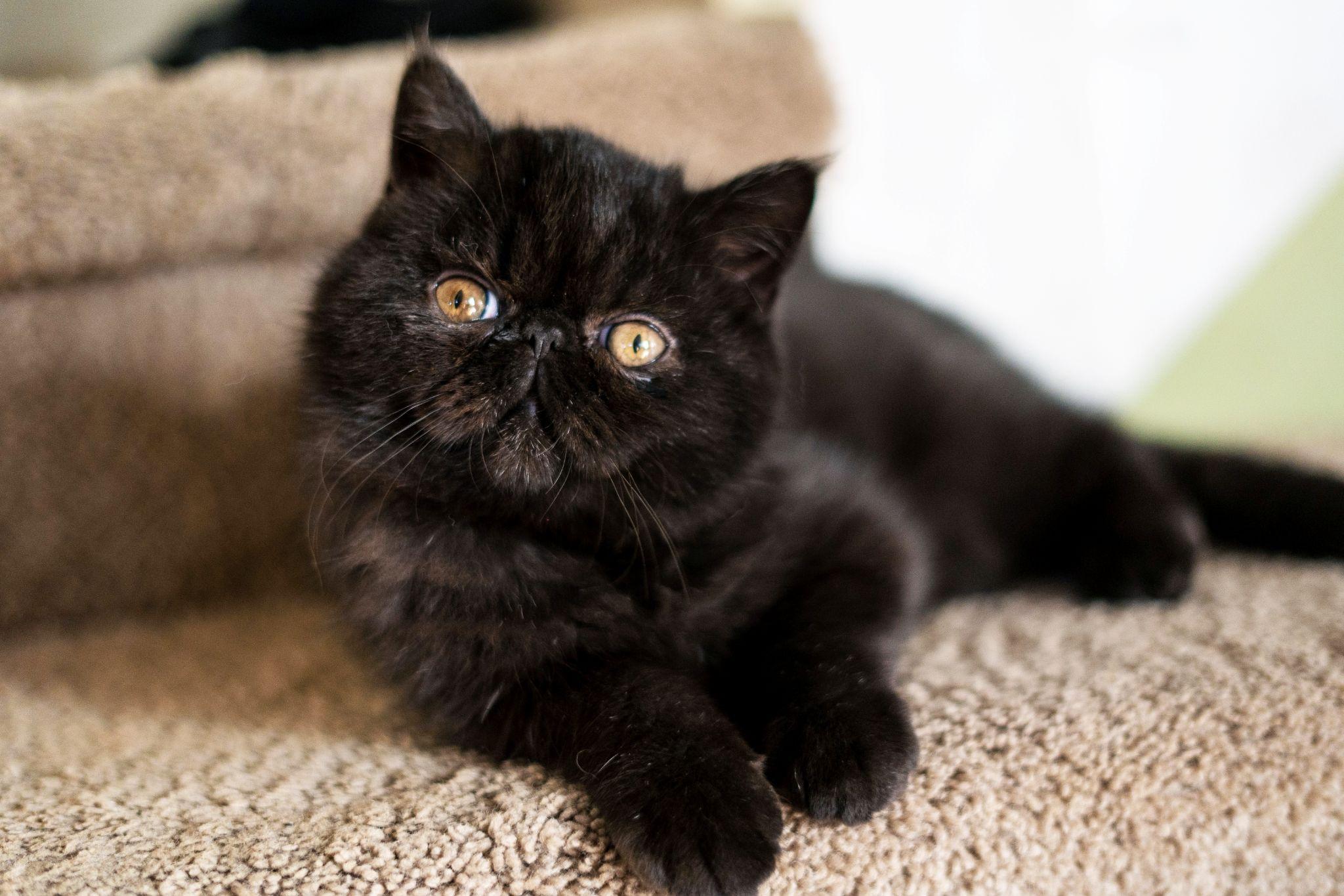 Mèo Ba Tư - Đặc điểm, giá bán, cách nuôi và chăm sóc tốt nhất - 6