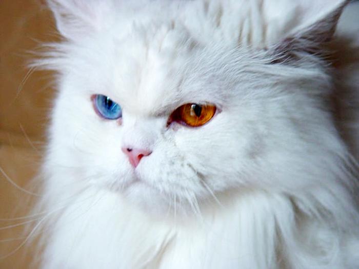 Mèo Ba Tư - Đặc điểm, giá bán, cách nuôi và chăm sóc tốt nhất - 21