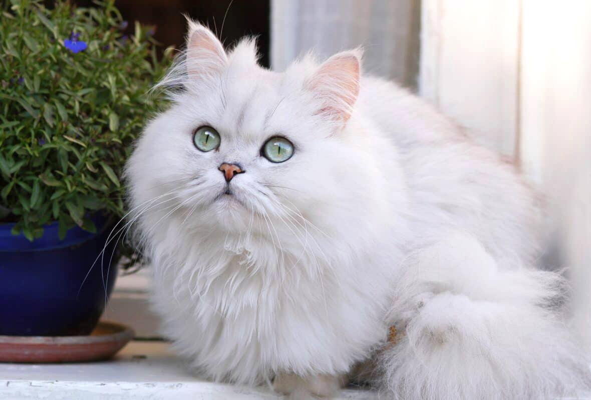 Mèo Ba Tư - Đặc điểm, giá bán, cách nuôi và chăm sóc tốt nhất - 11