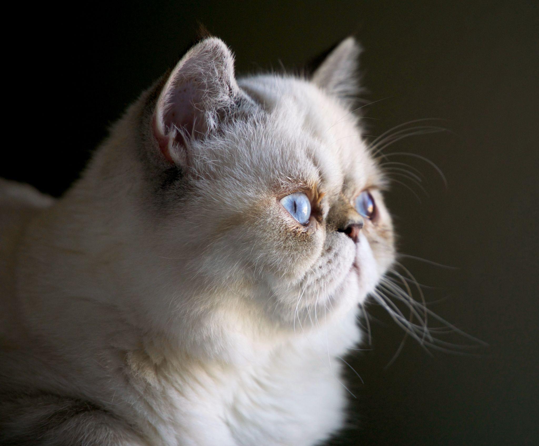 Mèo Ba Tư - Đặc điểm, giá bán, cách nuôi và chăm sóc tốt nhất - 9