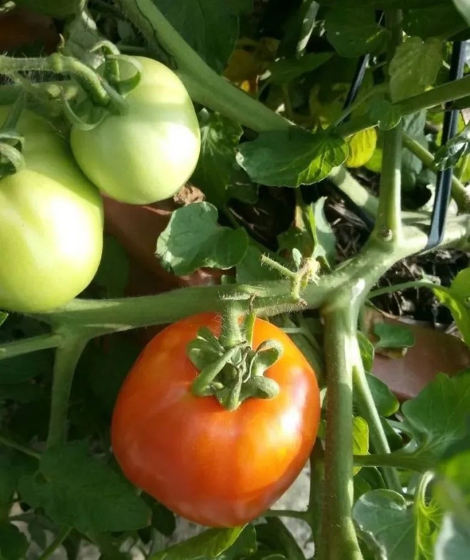 Để trồng cà chua trên ban công, bạn phải nắm vững 3 bước thì cây con mới khỏe, quả nhiều - 4