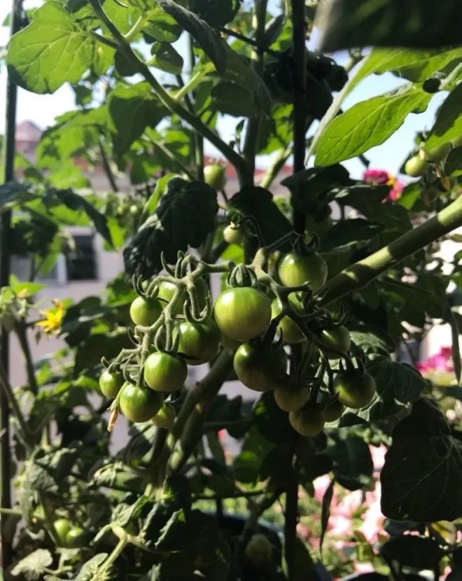Để trồng cà chua trên ban công, bạn phải nắm vững 3 bước thì cây con mới khỏe, quả nhiều - 1