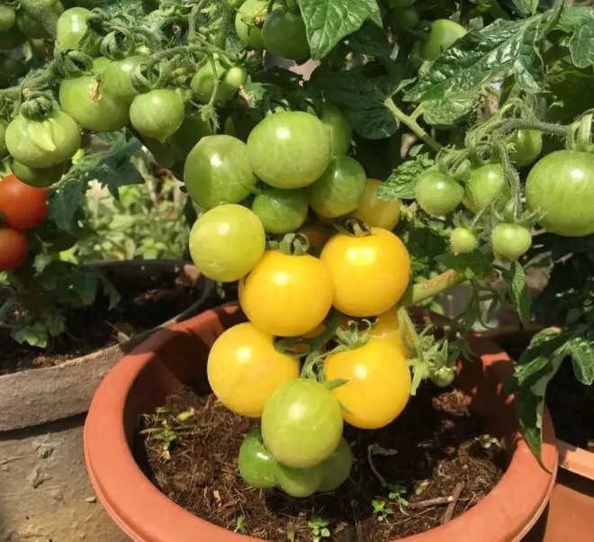 Để trồng cà chua trên ban công, bạn phải nắm vững 3 bước thì cây con mới khỏe, quả nhiều - 3