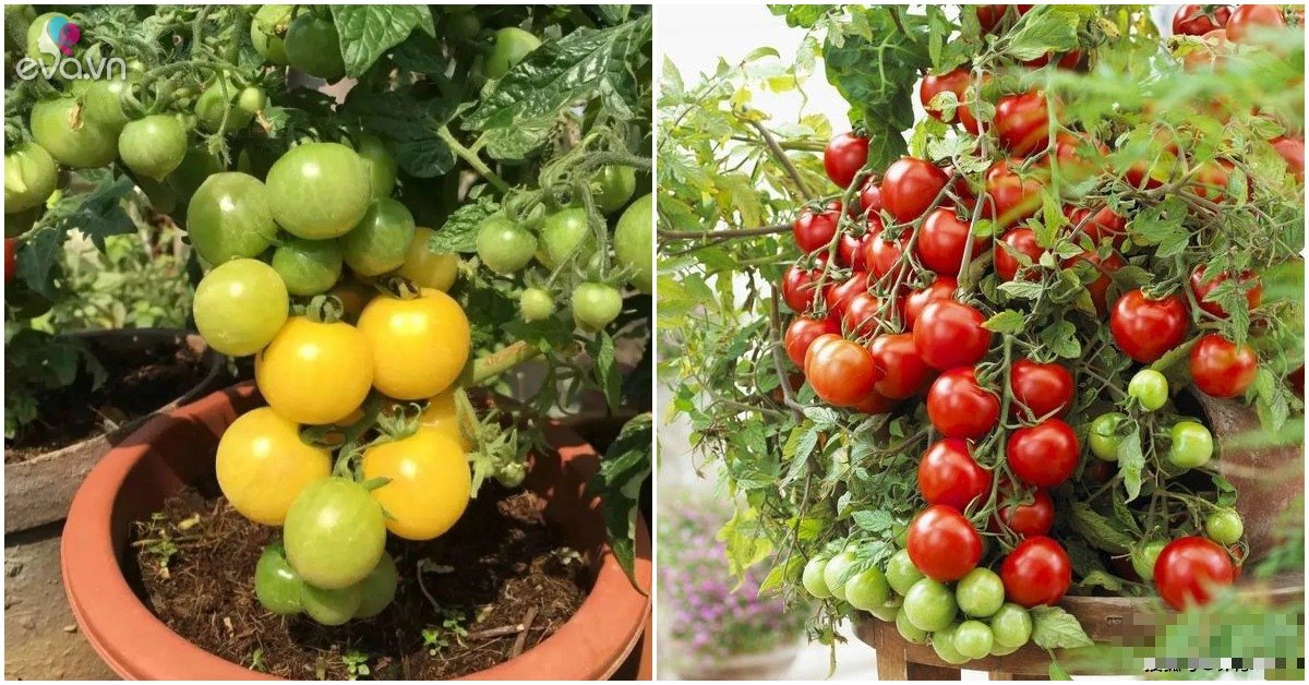 Read more about the article Để trồng cà chua trên ban công, bạn phải nắm vững 3 bước thì cây con mới khỏe, quả nhiều