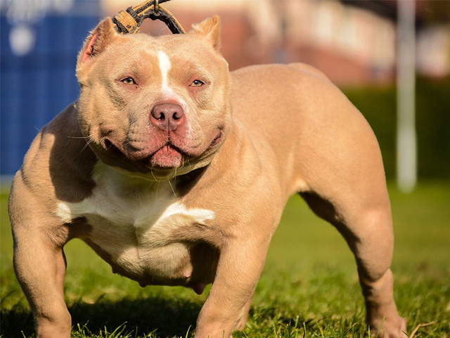 Loại chó như anh em sinh đôi với Pitbull nhưng rất thân thiện