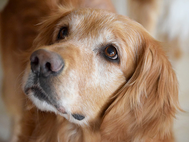 Golden Retriever giống chó thông minh và biết tiết chế cảm xúc