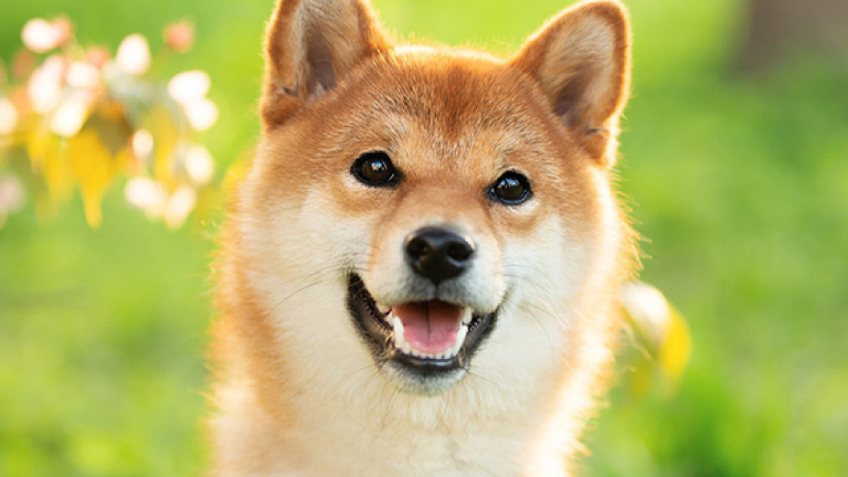 Hình nền  Shiba Inu Mũi cún yêu Động vật có vú Động vật có xương sống  Đóng lên Chó như động vật có vú Nhóm chó giống giống chó Shikoku Spitz