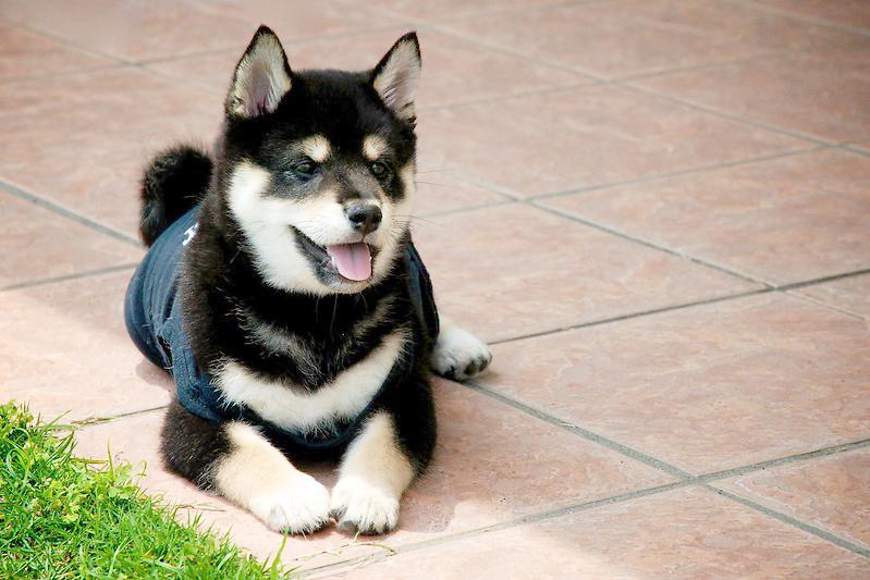 Shiba loài chó nổi tiếng vì khuôn mặt phúc hậu và hay cười - 16