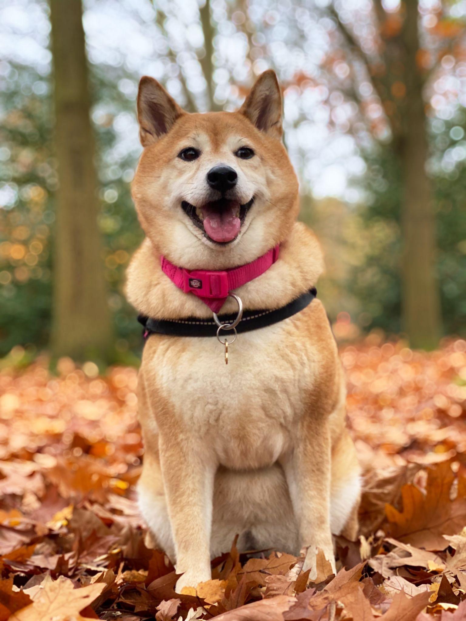 Shiba loài chó nổi tiếng vì khuôn mặt phúc hậu và hay cười - 21