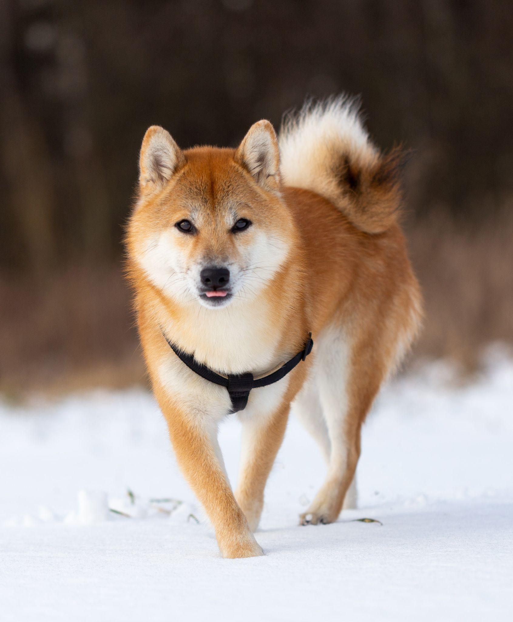Shiba loài chó nổi tiếng vì khuôn mặt phúc hậu và hay cười - 3
