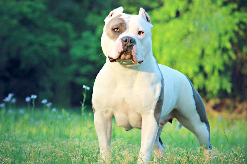 Chó Buly như anh em sinh đôi với Pitbull nhưng rất thân thiện - 32