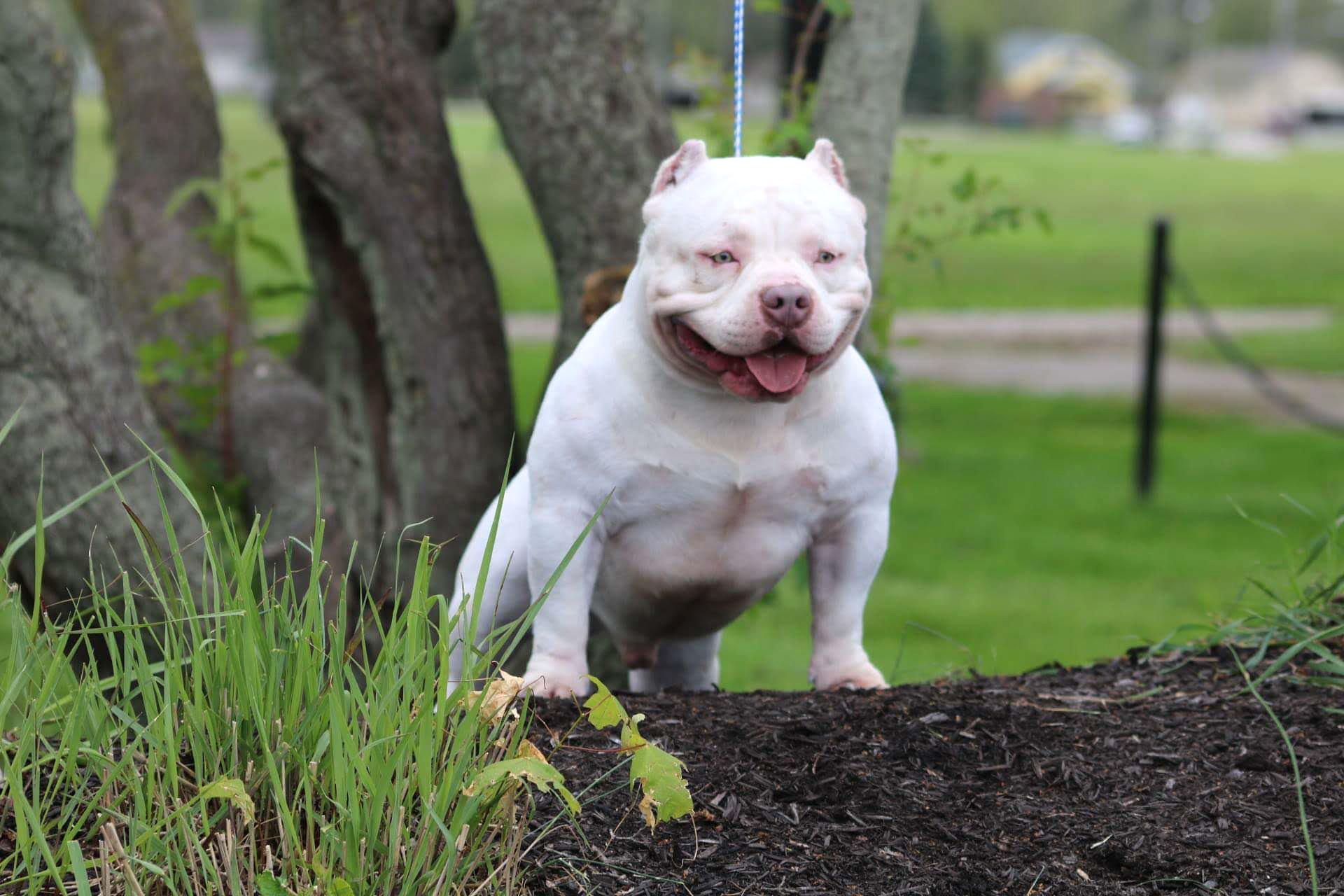 Chó Buly như anh em sinh đôi với Pitbull nhưng rất thân thiện - 30