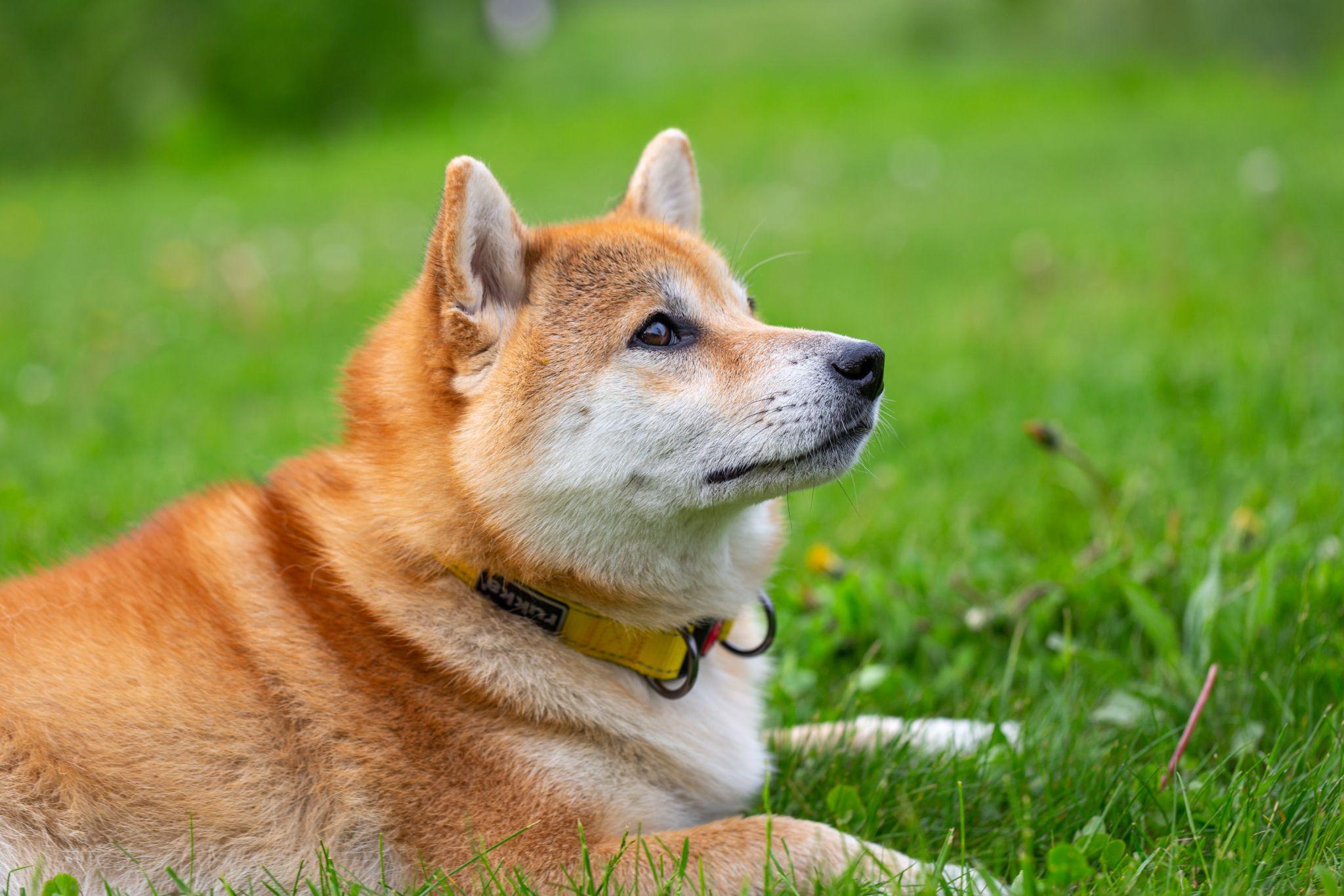Shiba loài chó nổi tiếng vì khuôn mặt phúc hậu và hay cười - 10