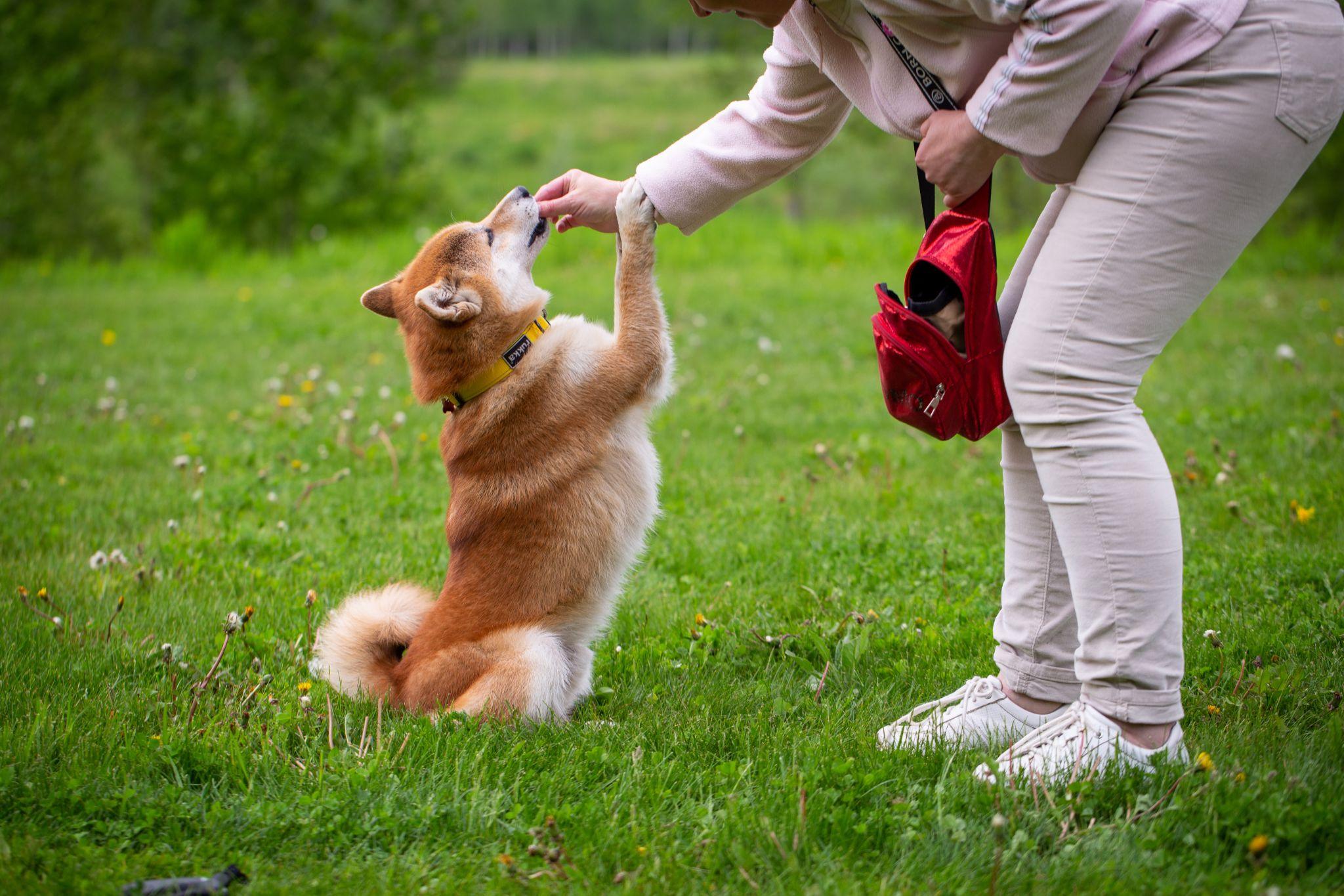 Shiba loài chó nổi tiếng vì khuôn mặt phúc hậu và hay cười - 5
