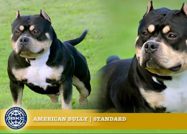 Chó Buly như anh em sinh đôi với Pitbull nhưng rất thân thiện - 7