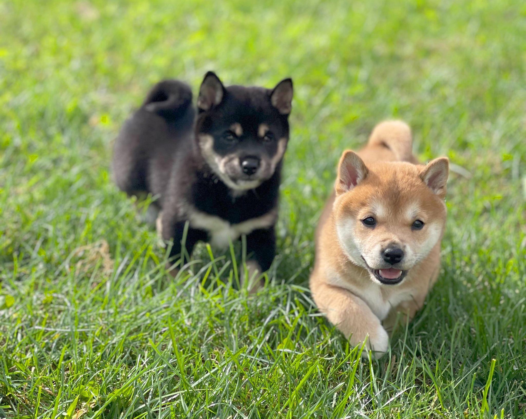 Shiba loài chó nổi tiếng vì khuôn mặt phúc hậu và hay cười - 7