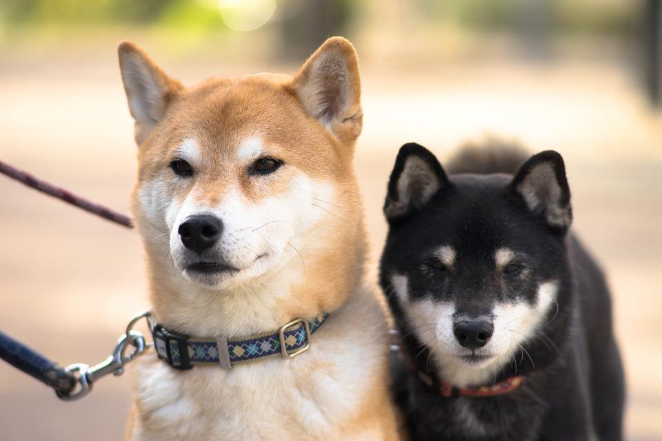 Shiba loài chó nổi tiếng vì khuôn mặt phúc hậu và hay cười - 24