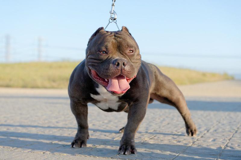 Chó Buly như anh em sinh đôi với Pitbull nhưng rất thân thiện - 31