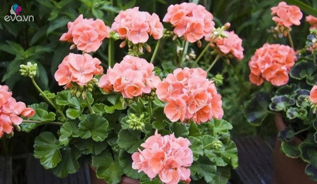 Read more about the article Đừng giữ 4 thói quen xấu này khi trồng hoa, thay đổi sớm hoa mới tươi tốt, nở bung được