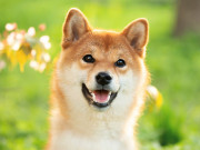 Shiba loài chó nổi tiếng vì khuôn mặt phúc hậu và hay cười