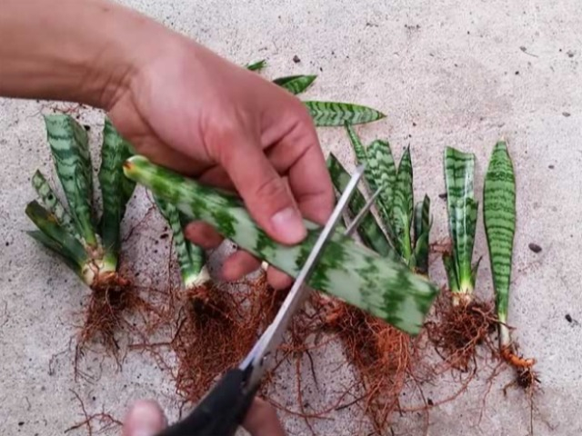 3 loại cây là máy hút mùi tự nhiên, phòng tắm dù nhỏ cũng nhất thiết phải nuôi một chậu