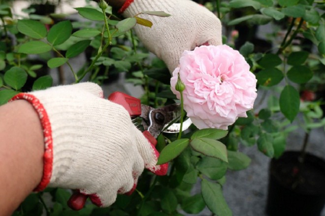 Sử dụng nó để trồng và bảo vệ hoa hồng, cành khỏe lá xanh tốt, hoa tuôn không ngừng - 4