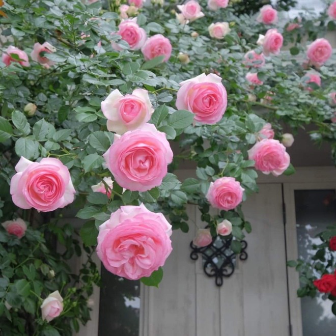 Sử dụng nó để trồng và bảo vệ hoa hồng, cành khỏe lá xanh tốt, hoa tuôn không ngừng - 1