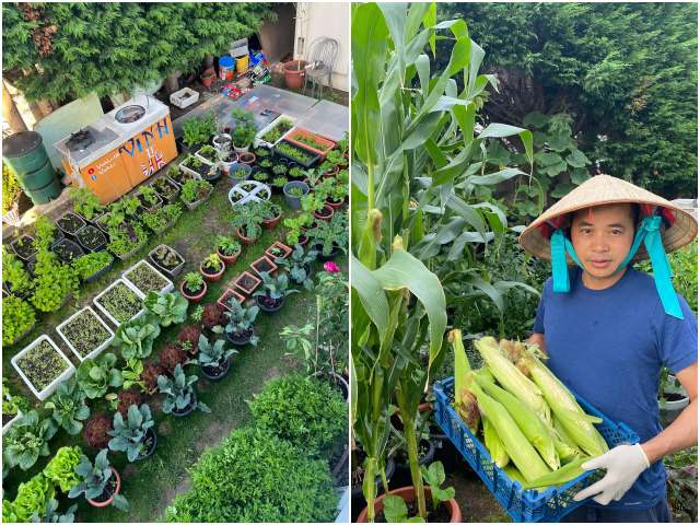 Bố đảm đắp chăn cho rau, làm vườn Việt giữa trời tây: Trồng 100 loại rau, đầy đủ hơn chợ