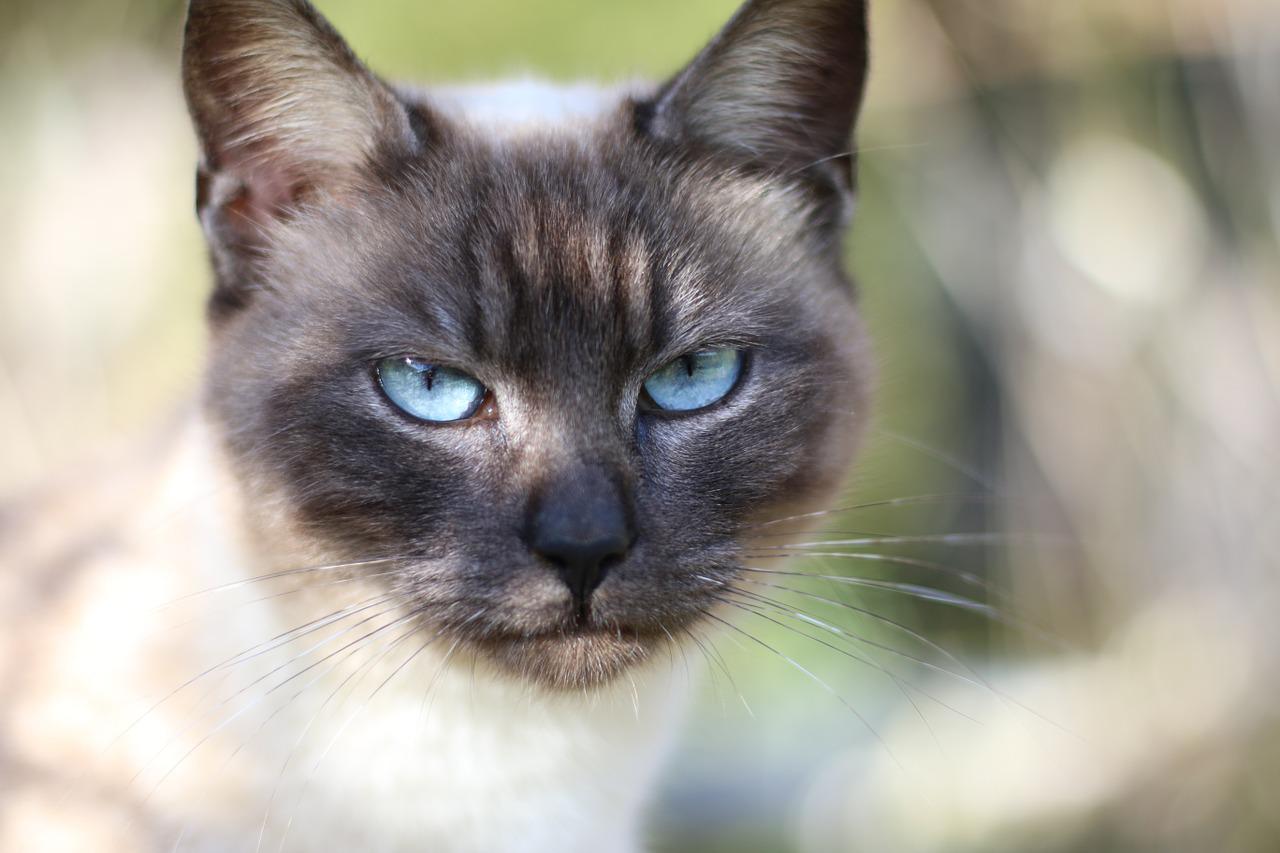 Mèo Xiêm: Loài mèo hoàng gia có dáng vẻ huyền bí như một vị thần - 20