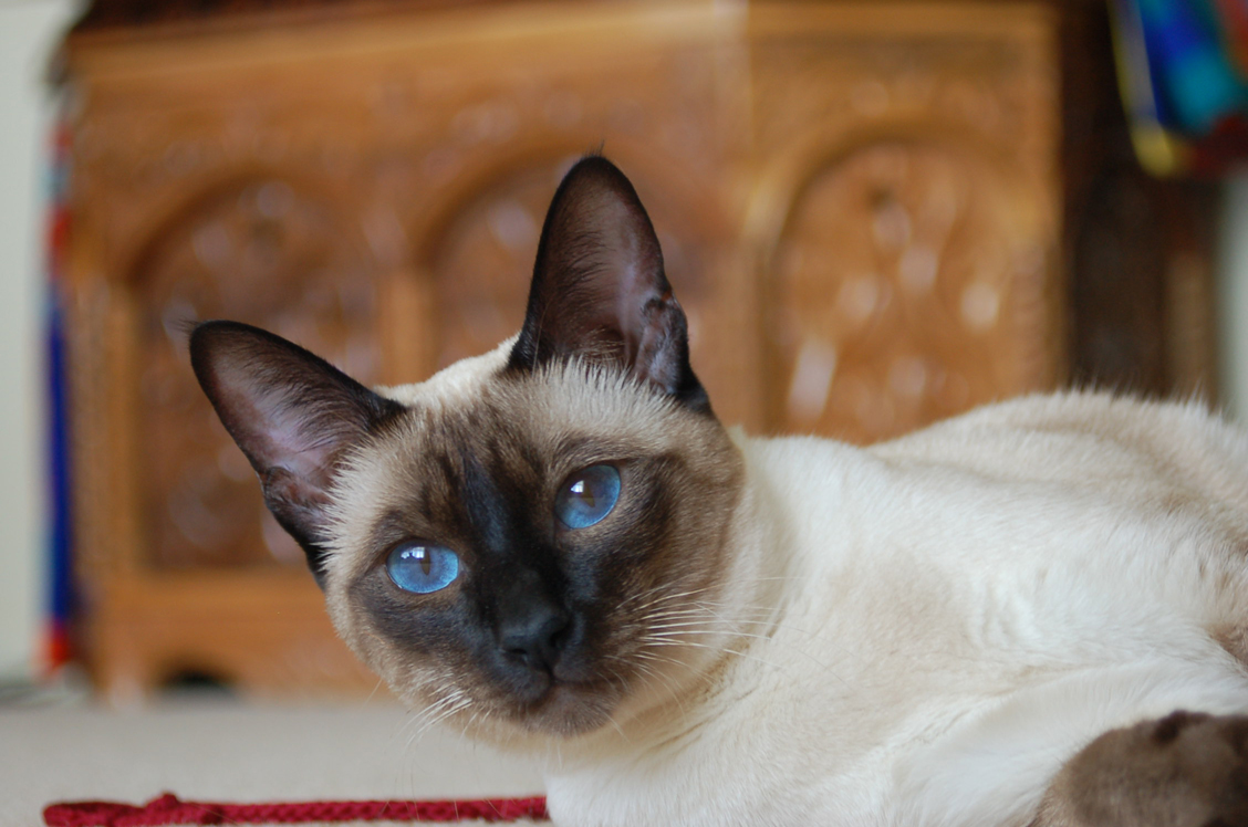 Mèo Xiêm: Loài mèo hoàng gia có dáng vẻ huyền bí như một vị thần - 7