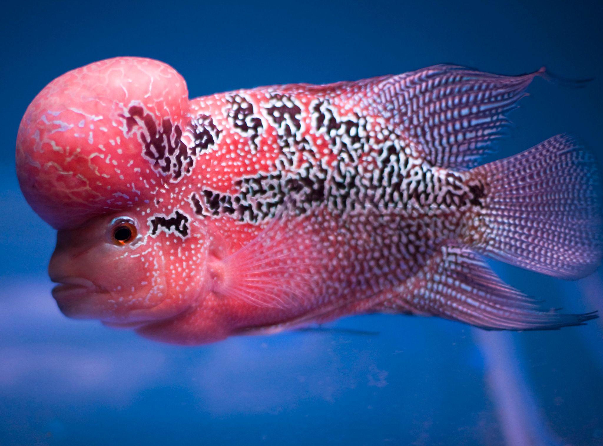 Cá La Hán - loài cá có đầu kỳ dị và xăm mình sặc sỡ bí ẩn nhất - 32