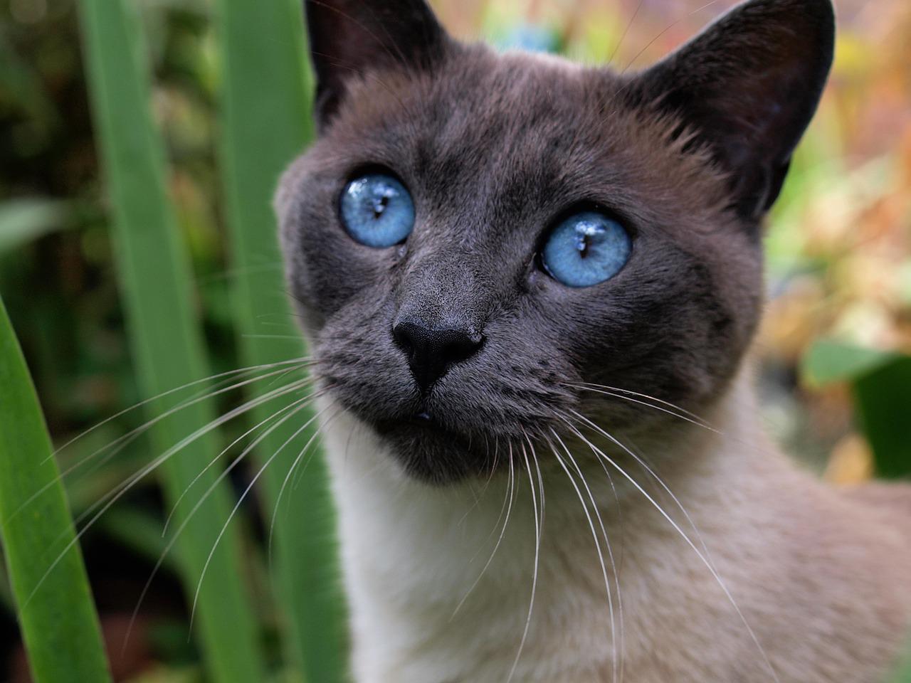 Mèo Xiêm: Loài mèo hoàng gia có dáng vẻ huyền bí như một vị thần - 23