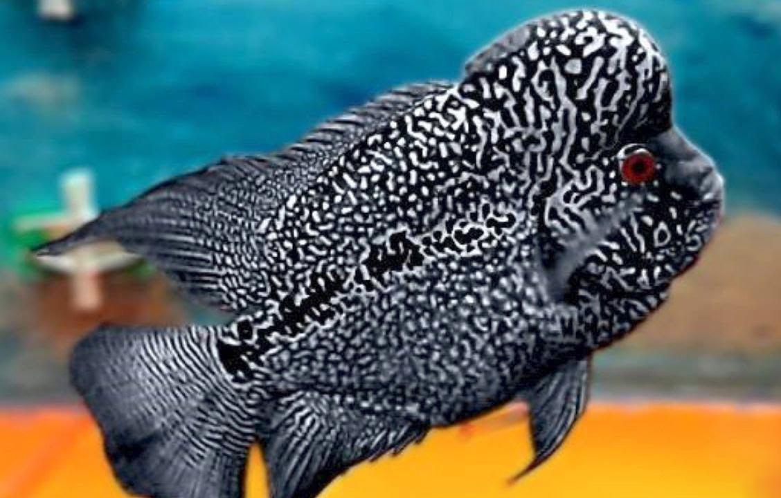 Cá La Hán - loài cá có đầu kỳ dị và xăm mình sặc sỡ bí ẩn nhất - 12