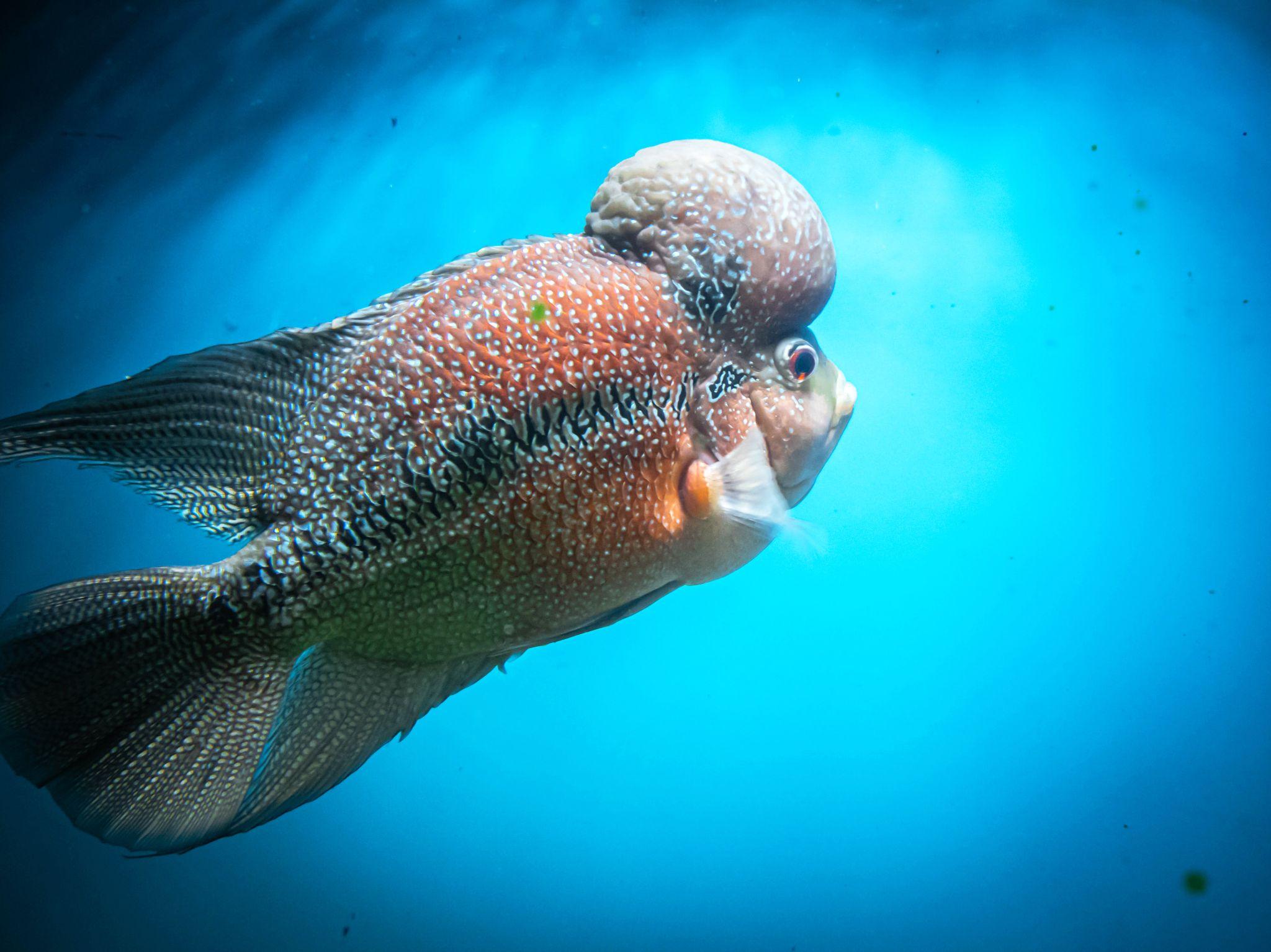 Cá La Hán - loài cá có đầu kỳ dị và xăm mình sặc sỡ bí ẩn nhất - 22
