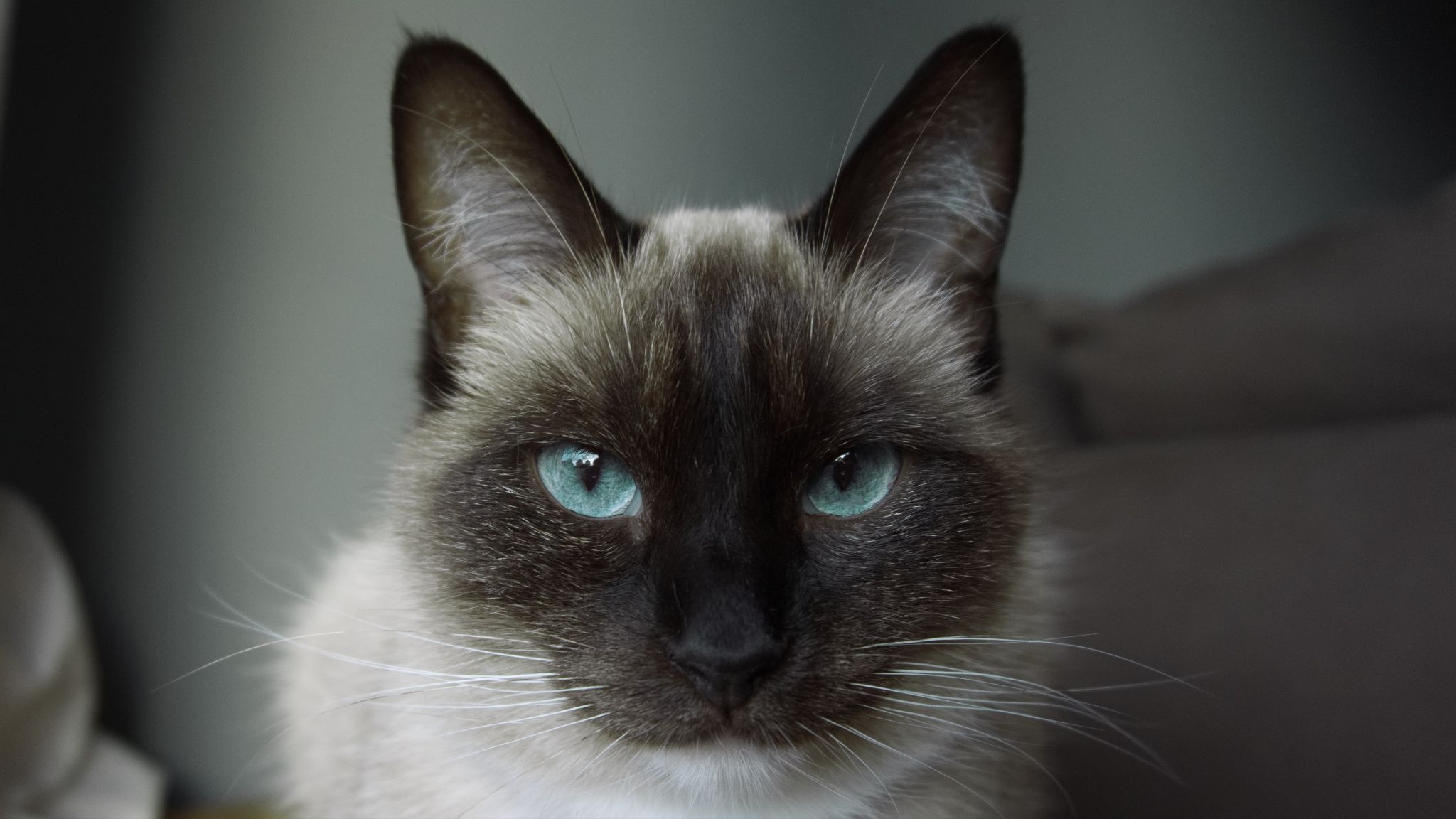 Mèo Xiêm: Loài mèo hoàng gia có dáng vẻ huyền bí như một vị thần - 17
