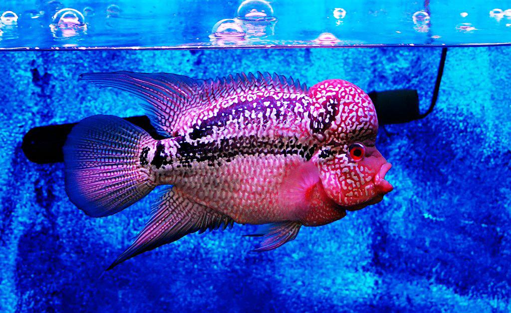 Cá La Hán - loài cá có đầu kỳ dị và xăm mình sặc sỡ bí ẩn nhất - 36