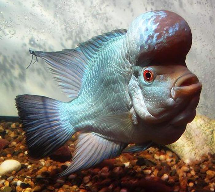 Cá La Hán - loài cá có đầu kỳ dị và xăm mình sặc sỡ bí ẩn nhất - 7