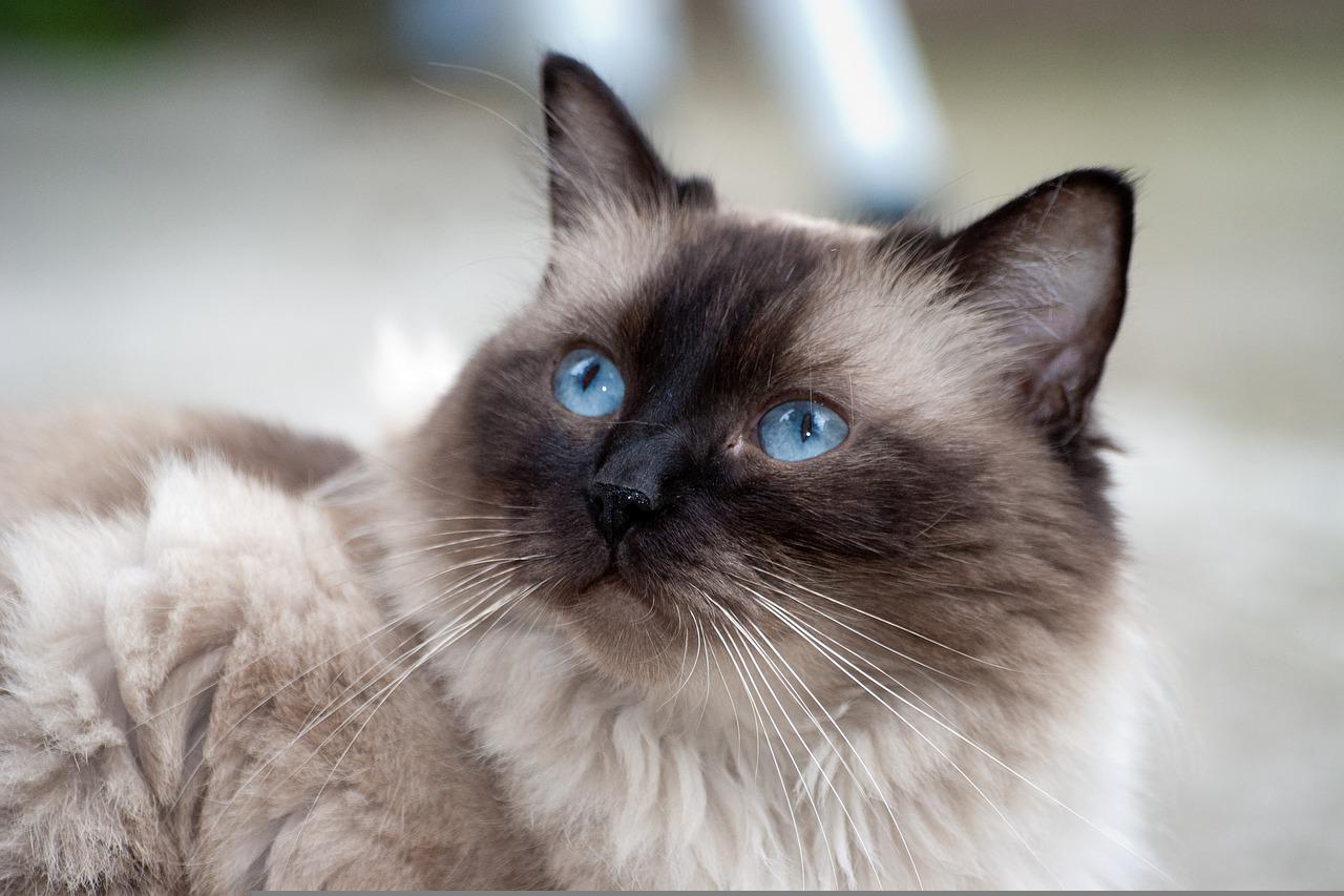 Mèo Xiêm: Loài mèo hoàng gia có dáng vẻ huyền bí như một vị thần - 18