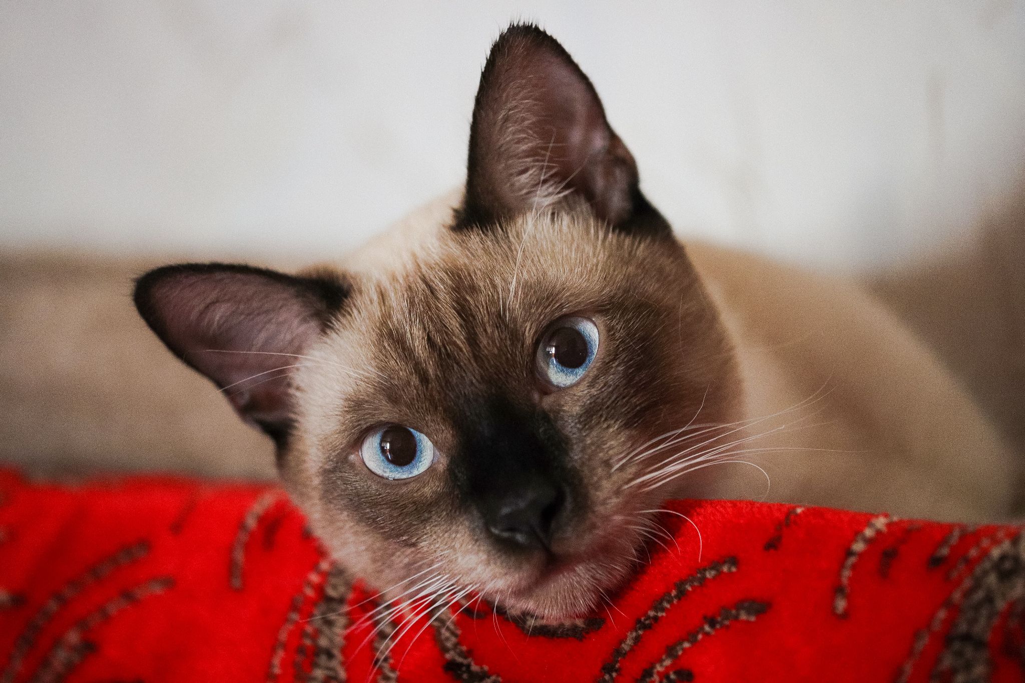 Mèo Xiêm: Loài mèo hoàng gia có dáng vẻ huyền bí như một vị thần - 31