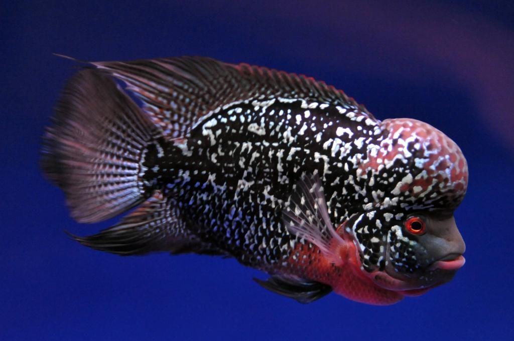 Cá La Hán - loài cá có đầu kỳ dị và xăm mình sặc sỡ bí ẩn nhất - 21